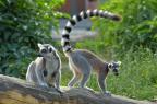 Czartery jachtów Madagaskar